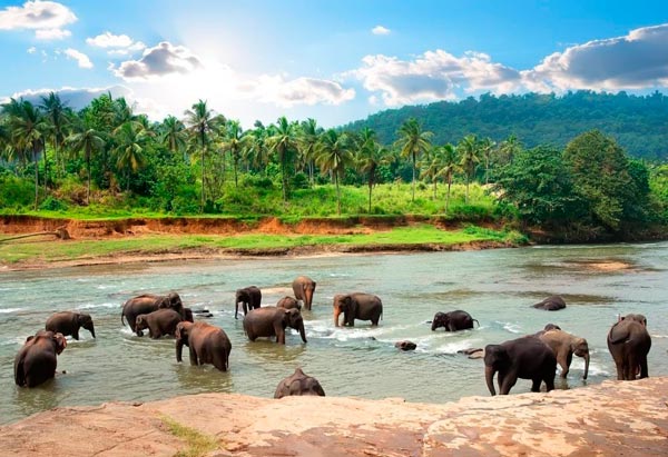 Viaje espiritual a Sri Lanka