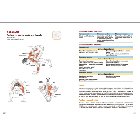 Anatomía del Yoga