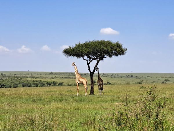 Viaje consciente a Kenia: Yoga, solidaridad y naturaleza
